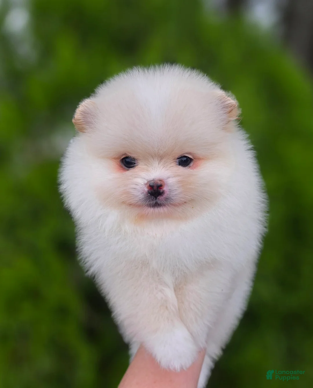 Pomeranian dogs for sale: Raphael  - Ad 1