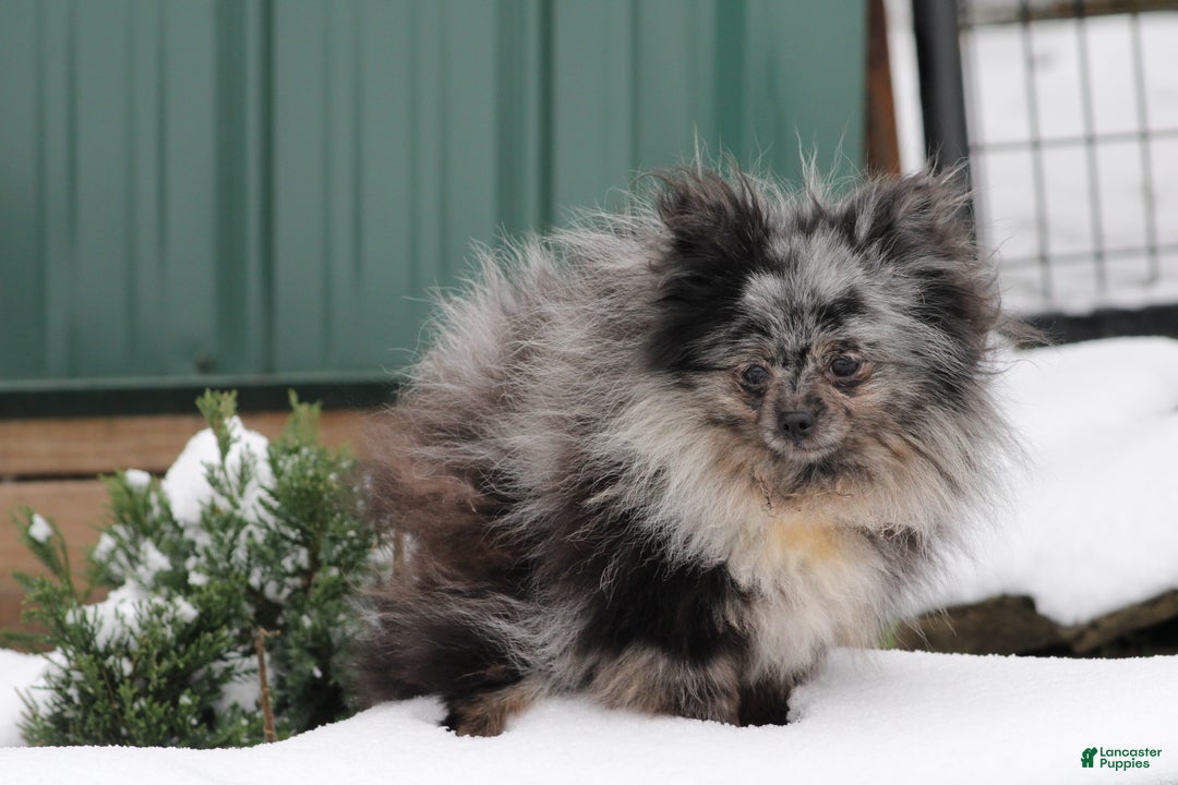 Pomeranian dogs for sale: President - Ad 1