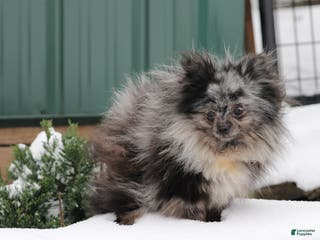 Pomeranian dogs President - Ad 35