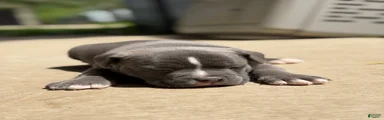 American Bully 5