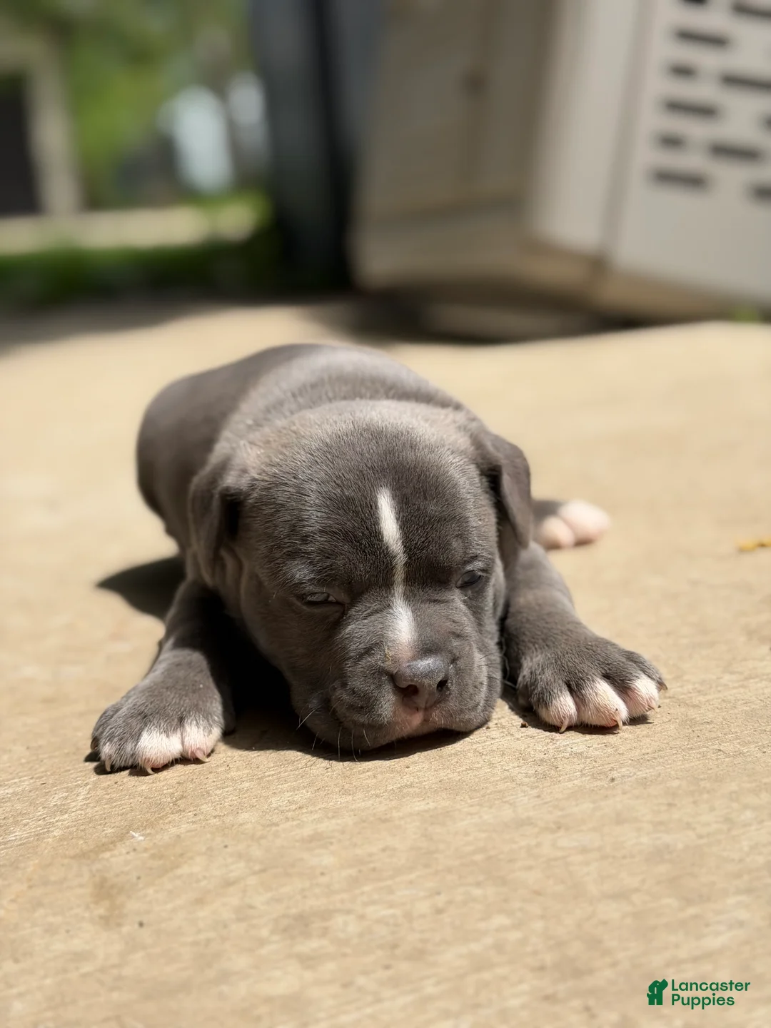American Bully dogs for sale: American Bully 5 - Ad 1