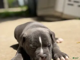 American Bully dogs for sale: American Bully 5 - Ad 1