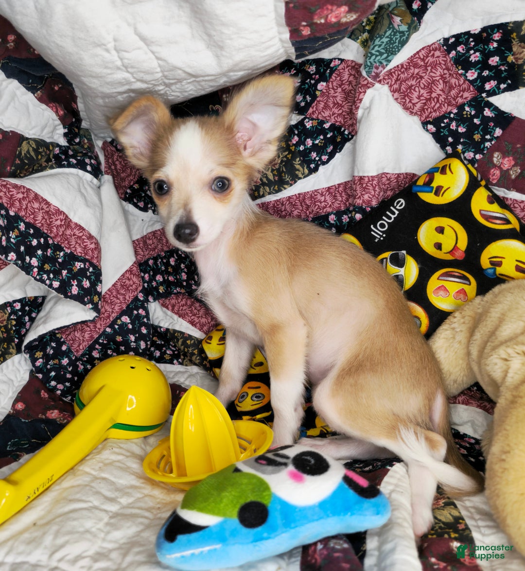 Chihuahua dogs for sale: Nikole LH - Ad 7
