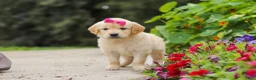 Golden Retriever dogs for sale: Bonnie - Ad 4
