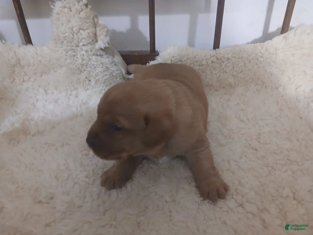 Labrador Retriever dogs for sale: Archer - Ad 5