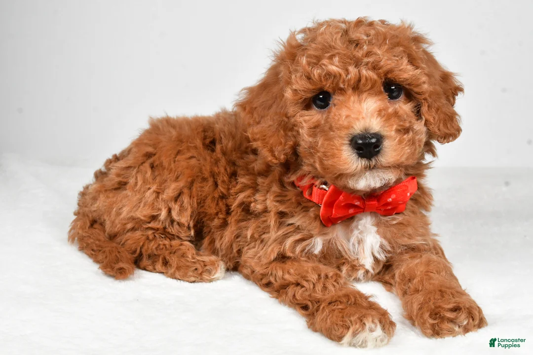 Bichpoo dogs for sale: Milo - Ad 2