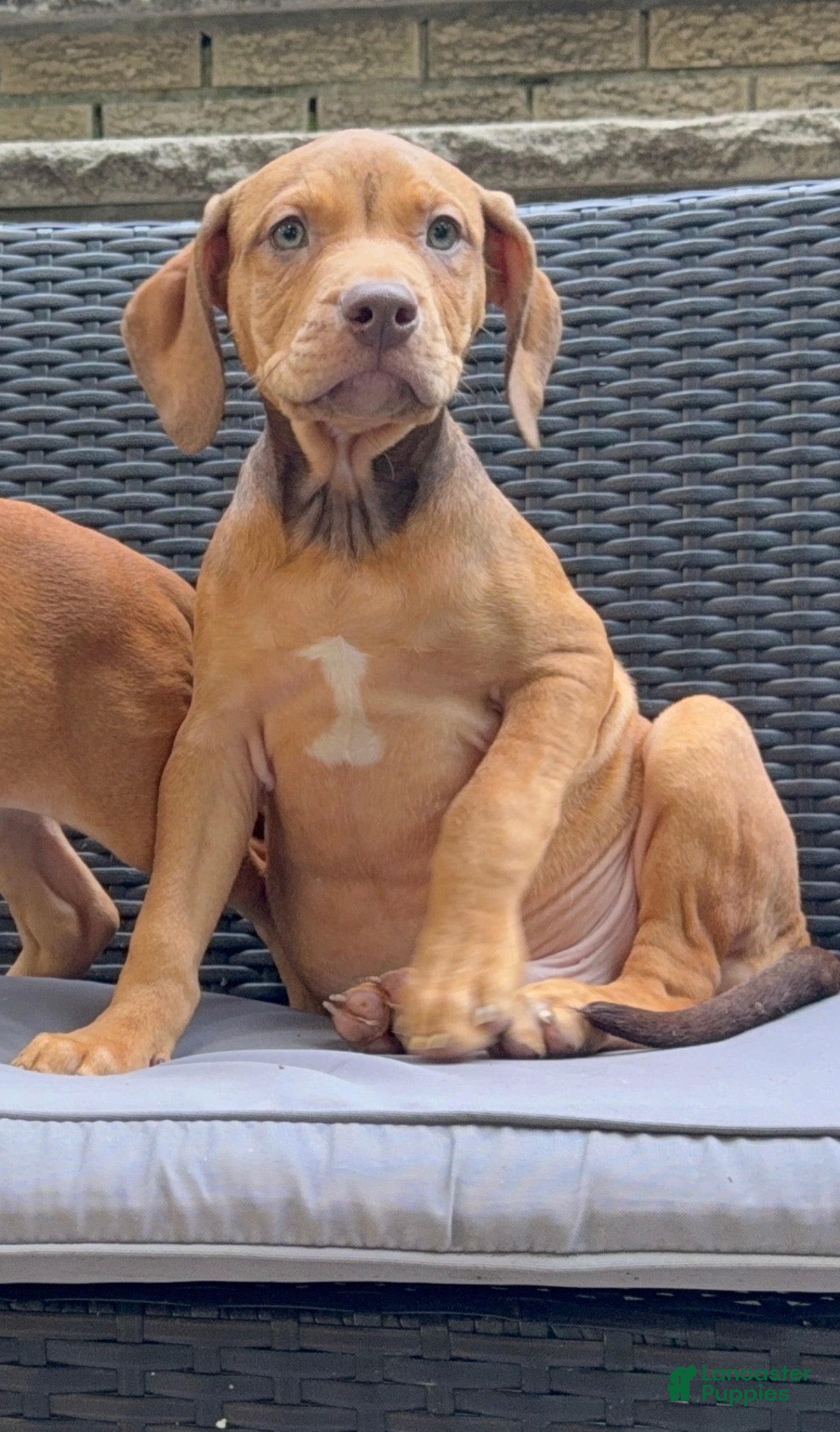 American Pit Bull Terrier dogs American Pit Bull Terrier 2 - Ad 23