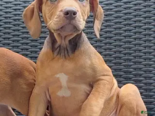 American Pit Bull Terrier dogs American Pit Bull Terrier 2 - Ad 14