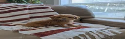 Toy Poodle dogs for sale: Sunny  - Ad 6