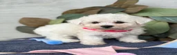 Bichon Frise dogs for sale: Eden - Ad 9