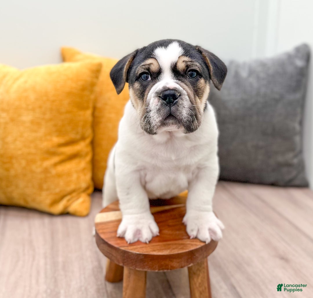 Mixed Breed dogs for sale: Kobe - Ad 2