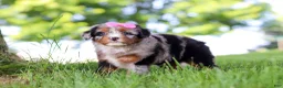 Mini Bernedoodle dogs for sale: Firefly - Ad 3