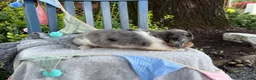 Miniature Dachshund dogs for sale: Theo - Ad 4