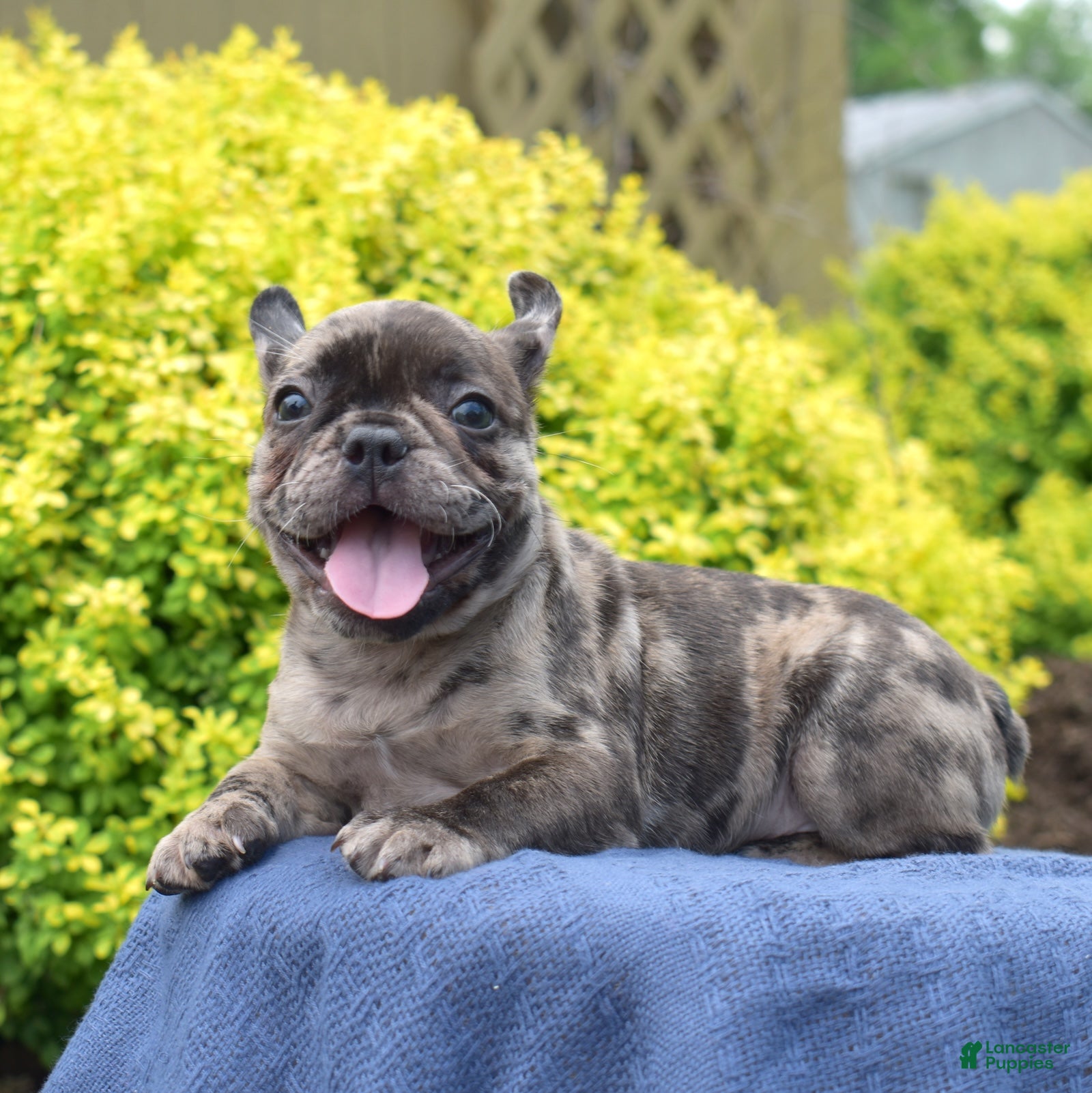 French Bulldog dogs Cove - Ad 2