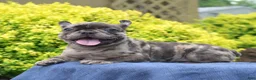 French Bulldog dogs for sale: Cove - Ad 2