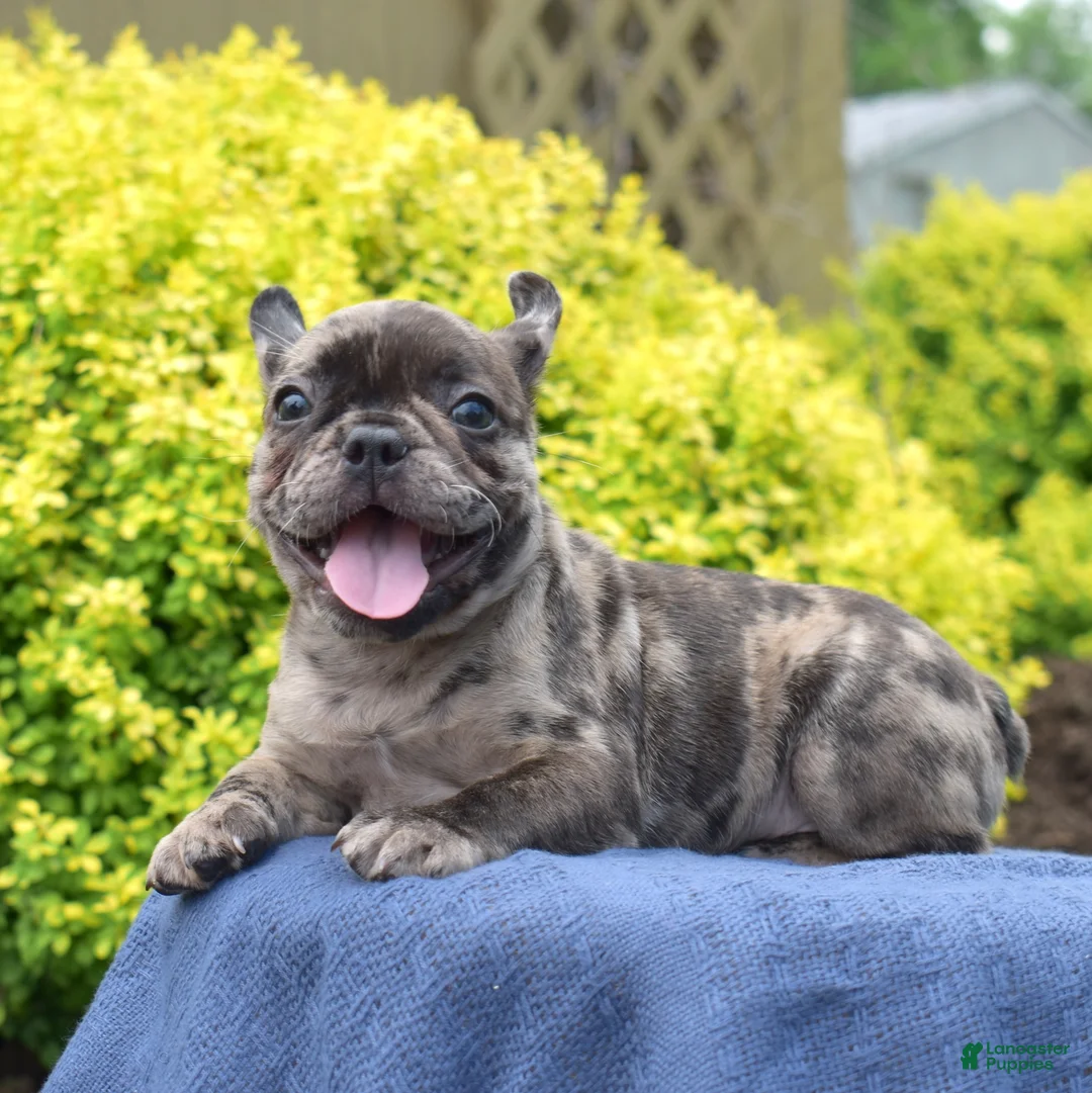 French Bulldog dogs for sale: Cove - Ad 2