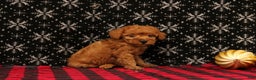 Miniature Poodle dogs for sale: Wish - Ad 2