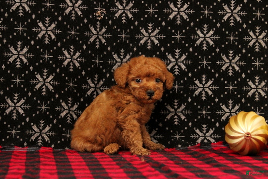 Miniature Poodle dogs for sale: Wish - Ad 2