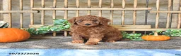 Mini Goldendoodle dogs for sale: Cookie   - Ad 3