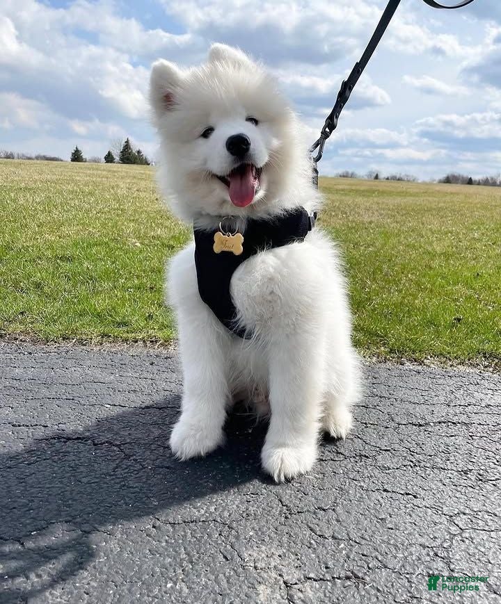 Samoyed dogs Yuki - Ad 5
