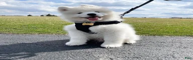 Yuki