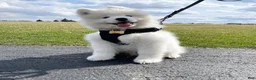 Samoyed dogs for sale: Yuki - Ad 1