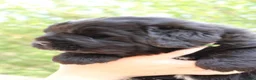 Newfoundland dogs for sale: Cricket - Ad 1
