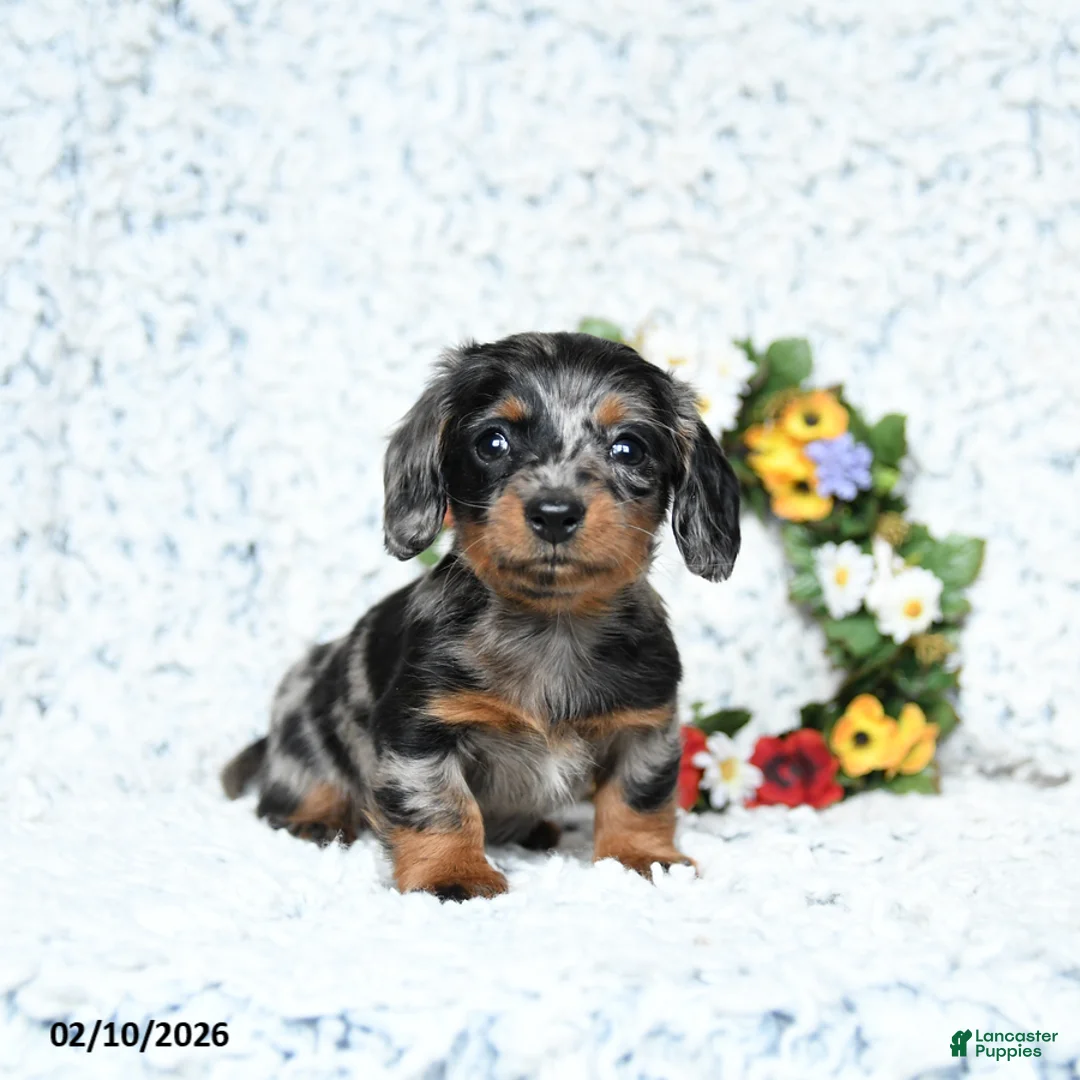 Miniature Dachshund dogs for sale: Cody - Ad 1