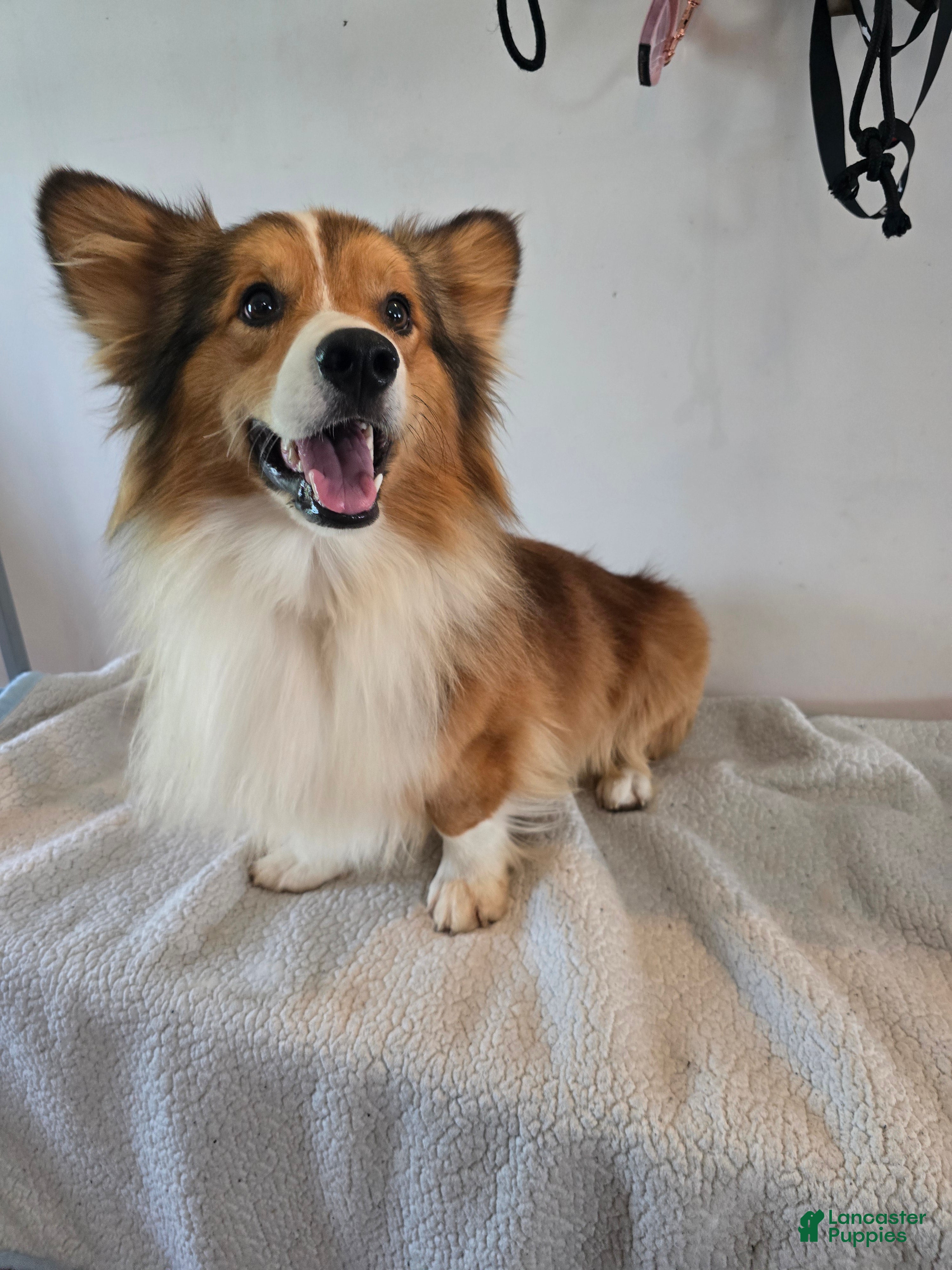 Welsh Corgi Pembroke dogs Atlas - Ad 2