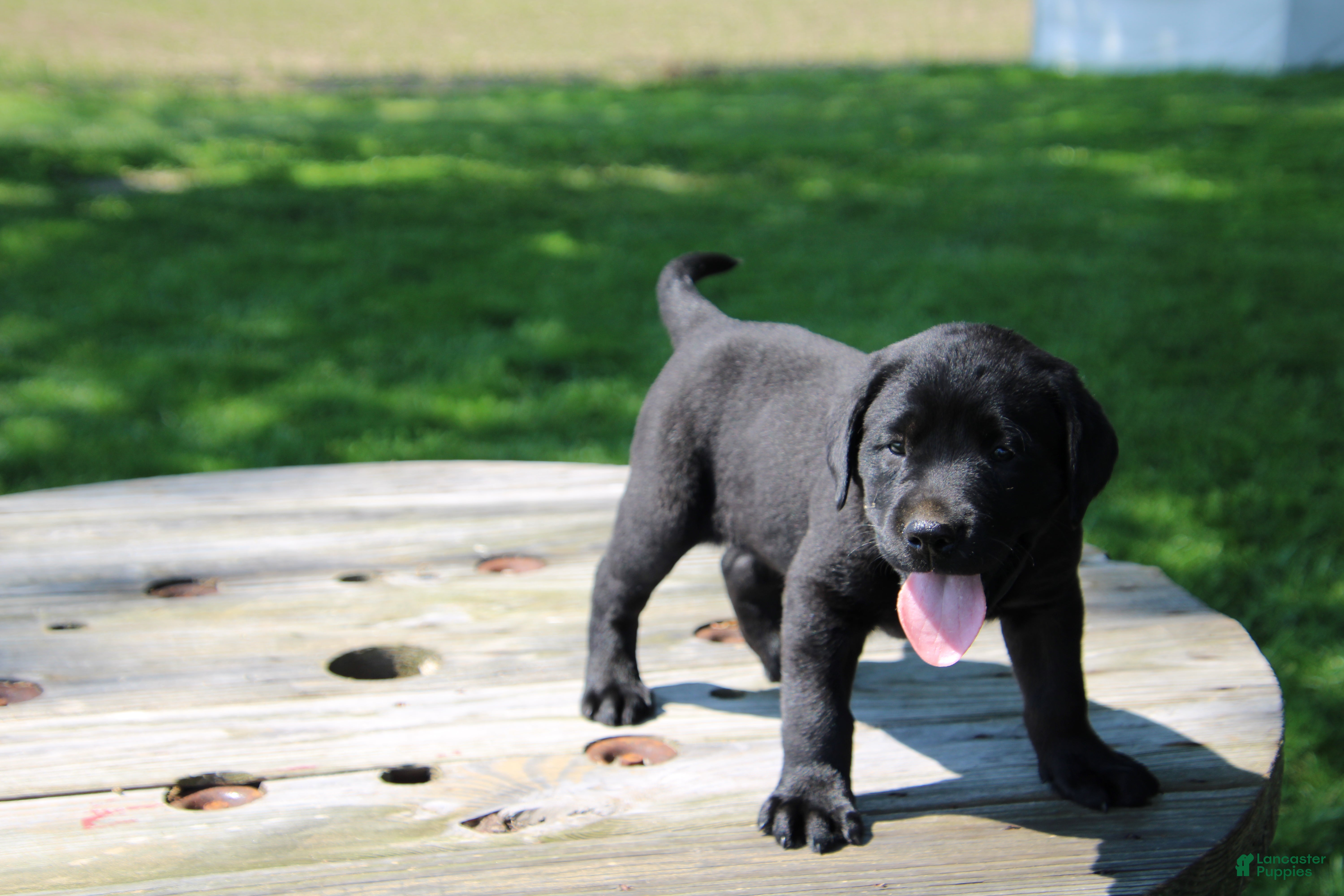 Labrador Retriever dogs Randy - Ad 32