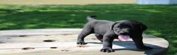 Labrador Retriever dogs for sale: Randy - Ad 1