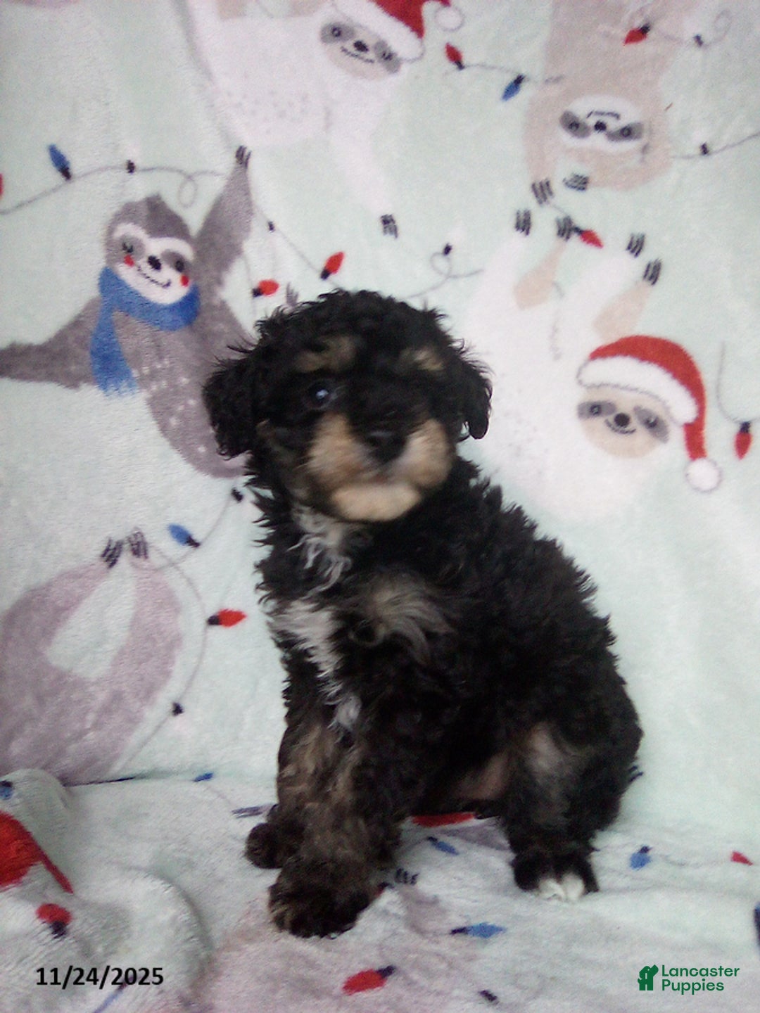 Toy Poodle dogs for sale: Rosetta - Ad 2