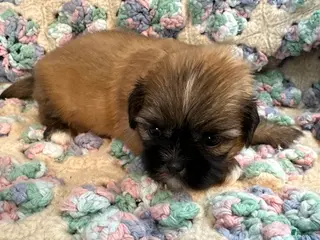 Shih Tzu dogs Shih Tzu 7 - Ad 42