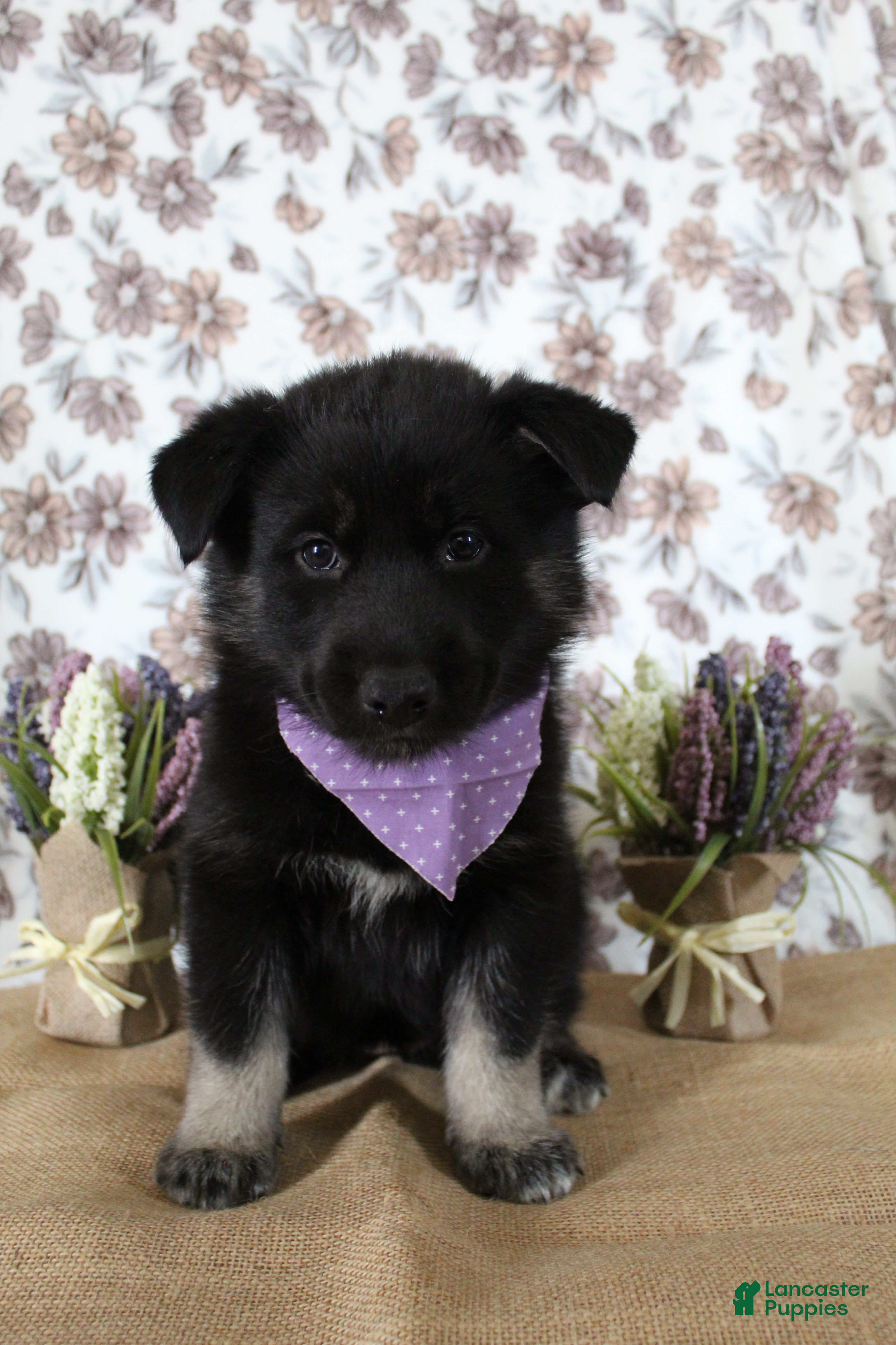 Gerberian Shepsky dogs 2 Purple - Ad 12