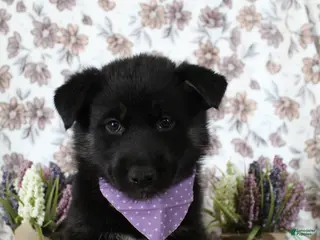 Gerberian Shepsky dogs 2 Purple - Ad 13