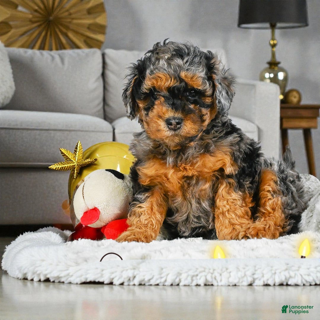 Cockapoo dogs for sale: alice - Ad 2