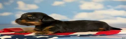 Miniature Dachshund dogs for sale: Akc Poppy LH DNA OFA  - Ad 7