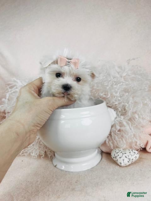 Maltese dogs Maltese Puppy 2 - Ad 4