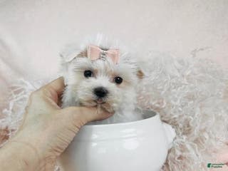 Maltese dogs Maltese Puppy 2 - Ad 13