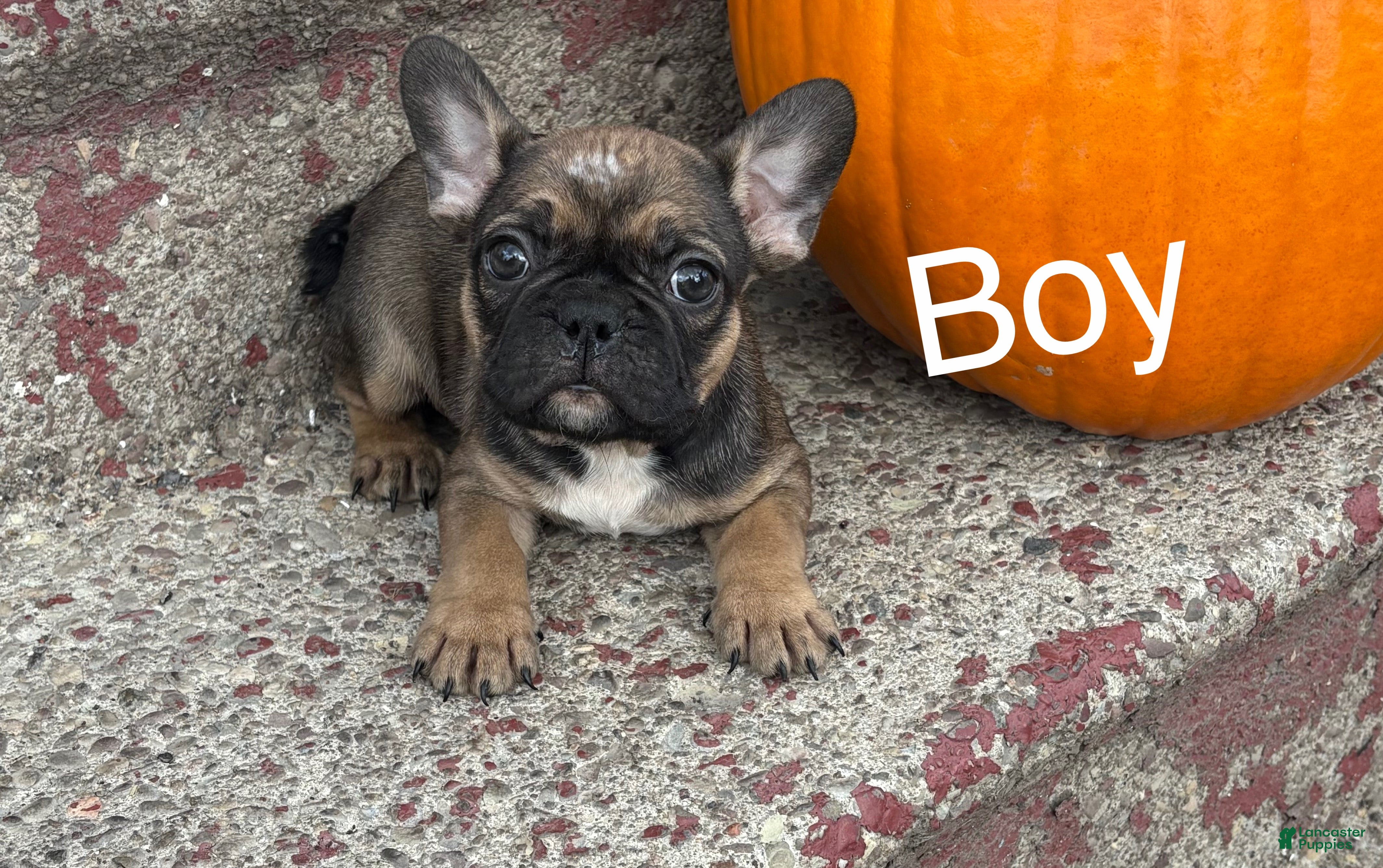 French Bulldog dogs French Bulldog Puppy 3 - Ad 8