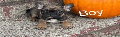 French Bulldog Puppy 3
