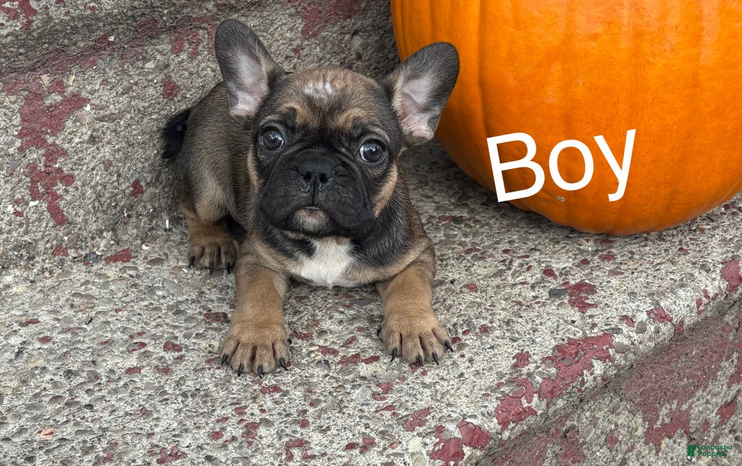 French Bulldog dogs for sale: French Bulldog Puppy 3 - Ad 1