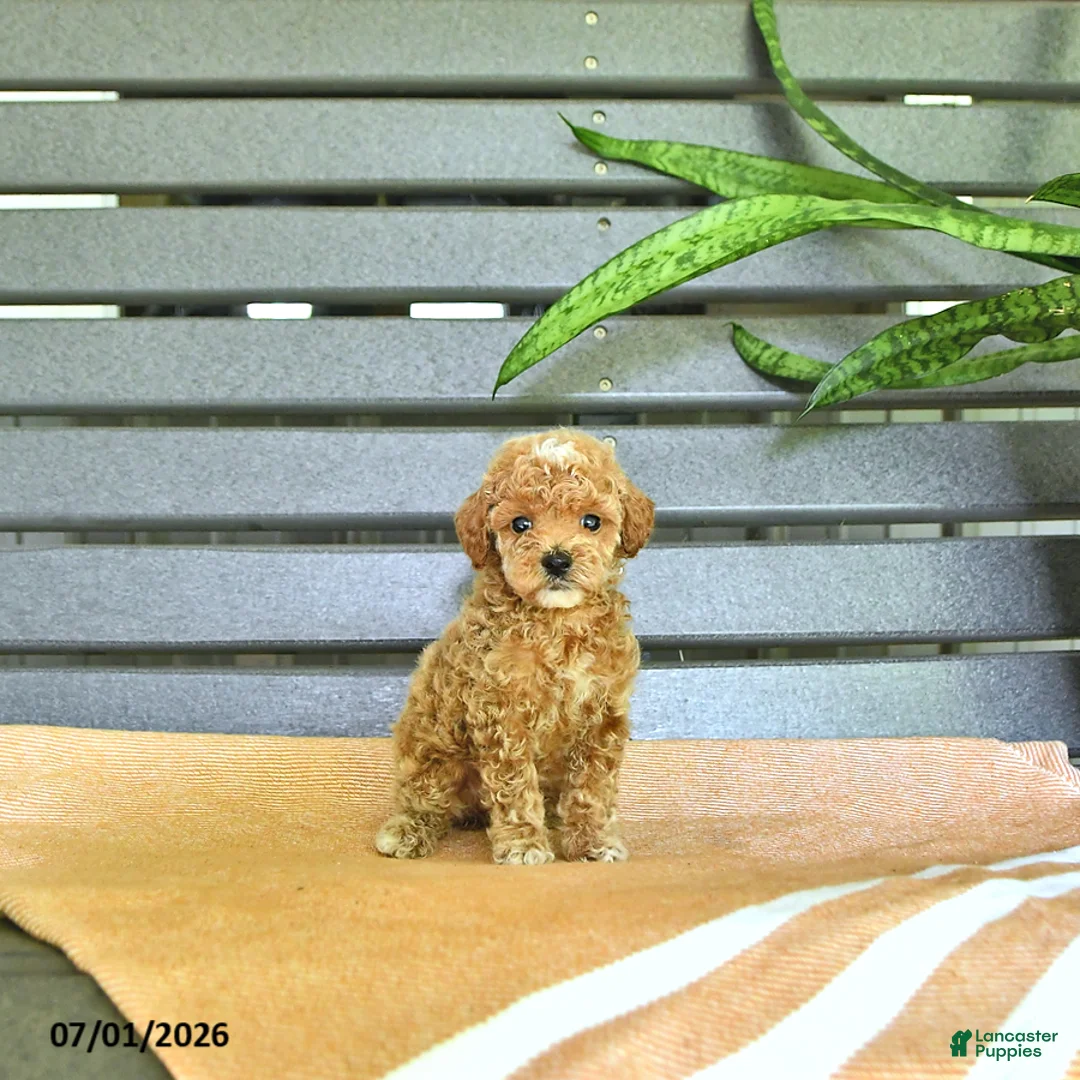 Miniature Poodle dogs for sale: Curtis - Ad 1