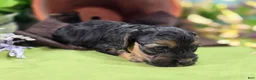 Cockapoo dogs for sale: Batty - Ad 22