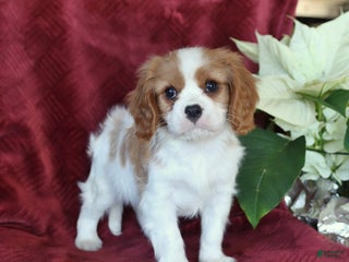 Cavalier King Charles Spaniel dogs Archie - Ad 38