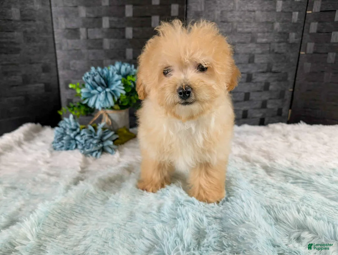 Bichpoo dogs for sale: Kellan - Ad 3
