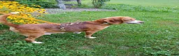 Puggle dogs for sale: Chuck  - Ad 22