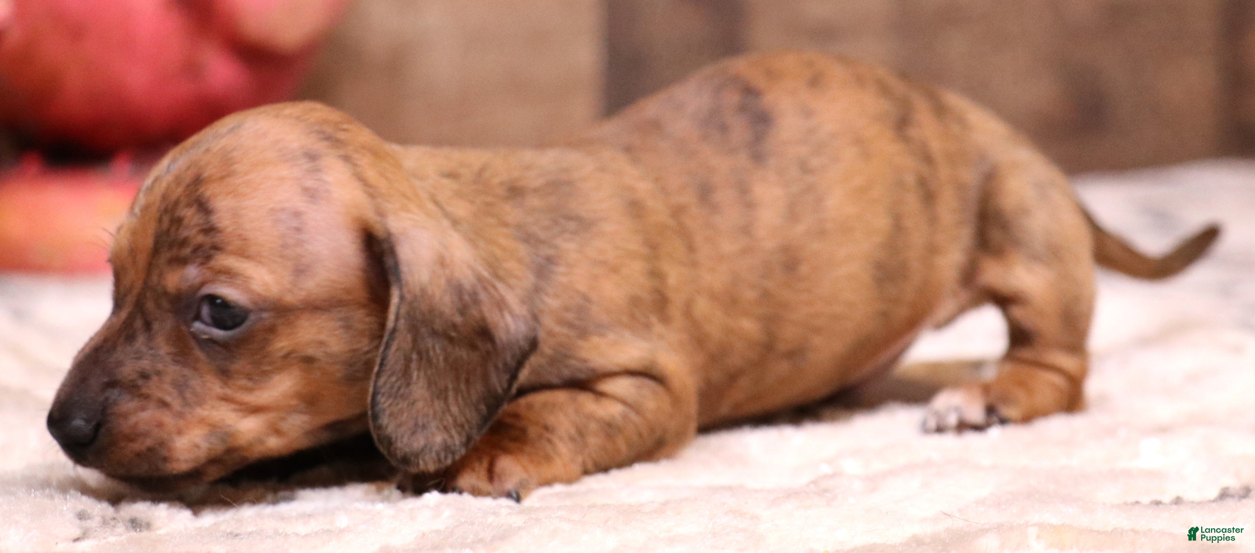 Miniature Dachshund dogs Stitch red brindle smoothcoat male - Ad 2