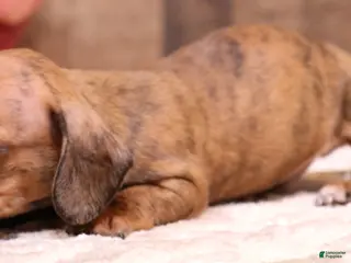 Miniature Dachshund dogs Stitch red brindle smoothcoat male - Ad 2
