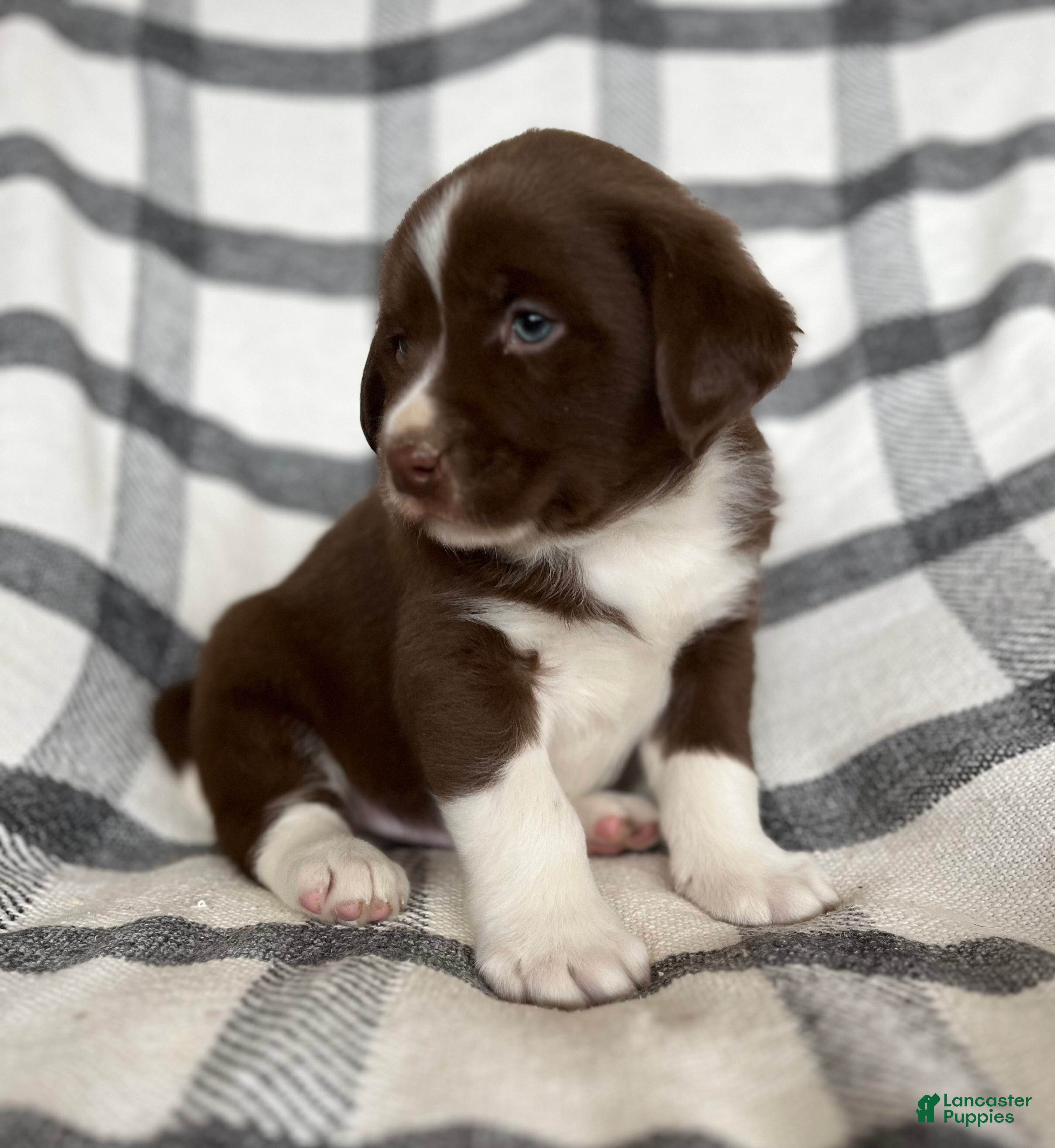 Mixed Breed dogs Bear - Ad 7